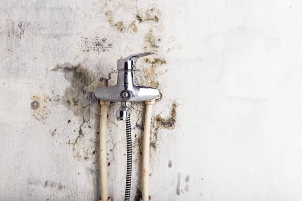 Best Mold Removal Company Near Me  in Stratford, TX