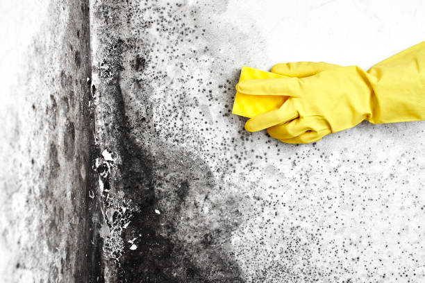 Best Local Mold Removal Service  in Stratford, TX