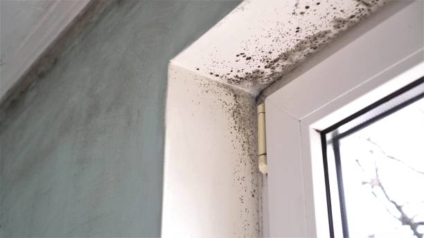 Best Emergency Mold Removal  in Stratford, TX