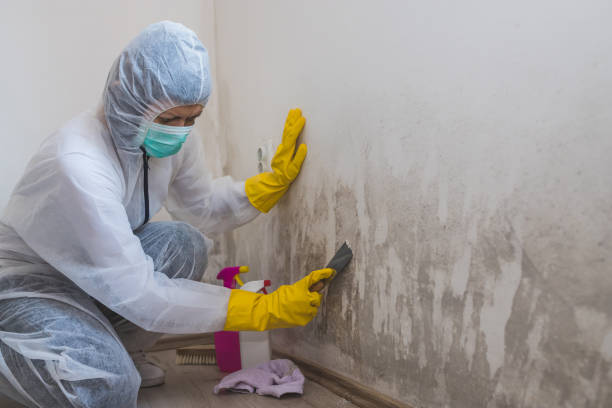 Best Home Mold Removal  in Stratford, TX