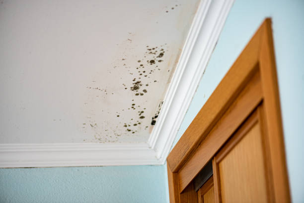 Office Mold Removal Services in Stratford, TX