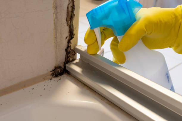 Mold Removal Process in Stratford, TX