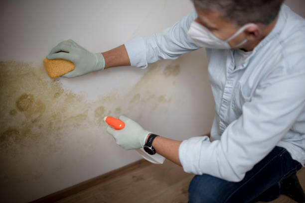 Best Attic Mold Removal  in Stratford, TX