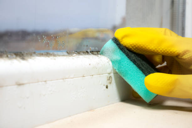 Best Emergency Mold Removal  in Stratford, TX