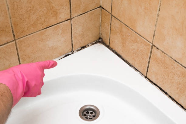 Office Mold Removal Services in Stratford, TX